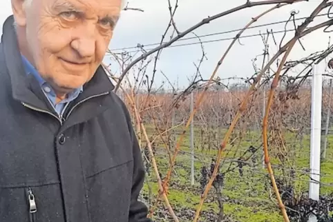 Gesunde Beeren im Januar: In seinen Weinbergen erforscht Edwin Schrank neue Rebsorten.
