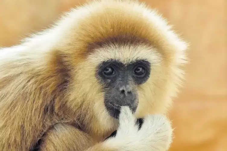 Gibbon ist Zootier des Jahres - Landau - DIE RHEINPFALZ