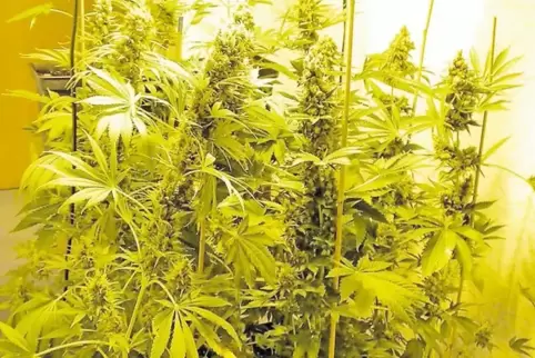 Cannabis soll der Angeklagte gleich in zwei Häusern gezüchtet haben. In Ramstein-Miesenbach ging eine Anlage in Flammen auf.