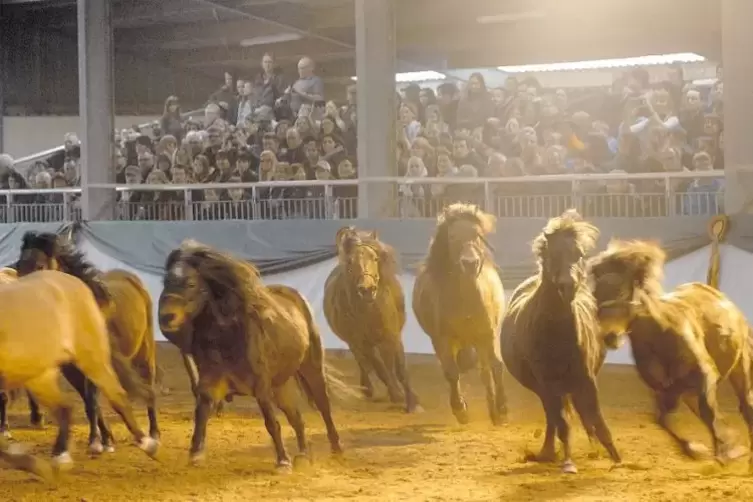 Eine der beliebten Veranstaltungen im Pferdezentrum: das Ponyforum.