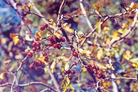 Im Herbst trägt der Weißdorn kräftig rote Früchte.