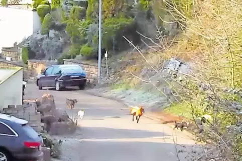 Auf Abwegen: Mehrere Jagdhunde waren am Sonntagvormittag bei einer Treibjagd am Rande der Bergstraße in Hirschhorn unterwegs.