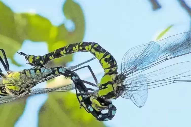 Auch heimische Insekten wie die Blaugrüne Mosaikjungfer sehen ihren Lebensraum zunehmend schwinden. Mit naturnahen Grünflächen u
