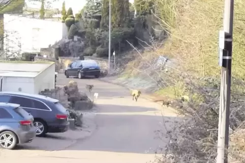 Auf Abwegen: Mehrere Jagdhunde waren am Sonntagvormittag bei einer Treibjagd am Rande der Bergstraße in Hirschhorn unterwegs.