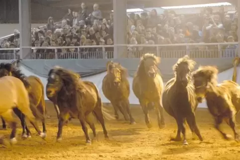 Eine der beliebten Veranstaltungen im Pferdezentrum: das Ponyforum.