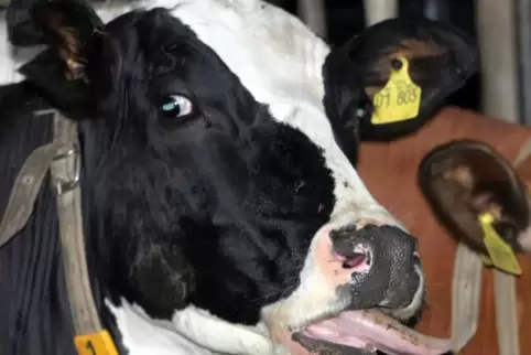 Nach Angaben des Landesuntersuchungsamtes wurde der Erreger der Tierseuche inzwischen in sechs Betrieben in Rheinland-Pfalz fest