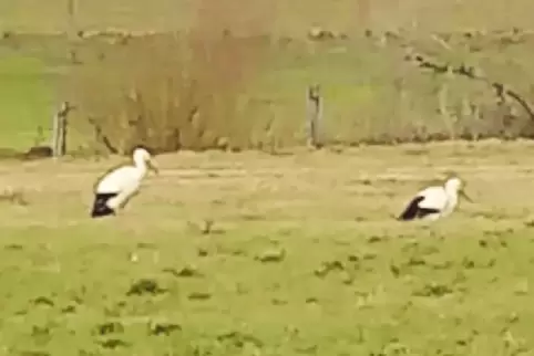 Auf der Wiese hinter der heimischen Metzgerei Jenzer in Lohnsfeld hat Volker Höfli die Störche fotografiert – bevor der Schnee k