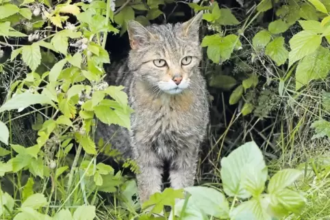 Bundesweit gibt es rund 6000 Wildkatzen, etwa die Hälfte davon in Rheinland-Pfalz.