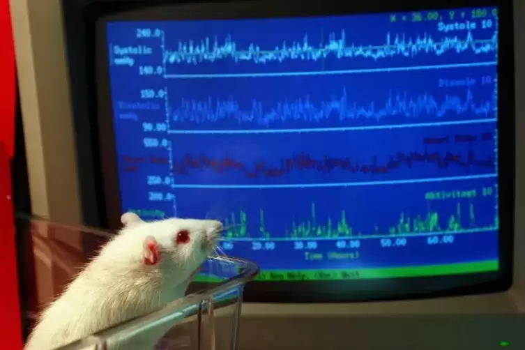 Beim Versuch mit Mäusen soll es im Deutschen Krebsforschungszentrum Unregelmäßigkeiten gegeben haben. Jetzt entscheiden die Behö