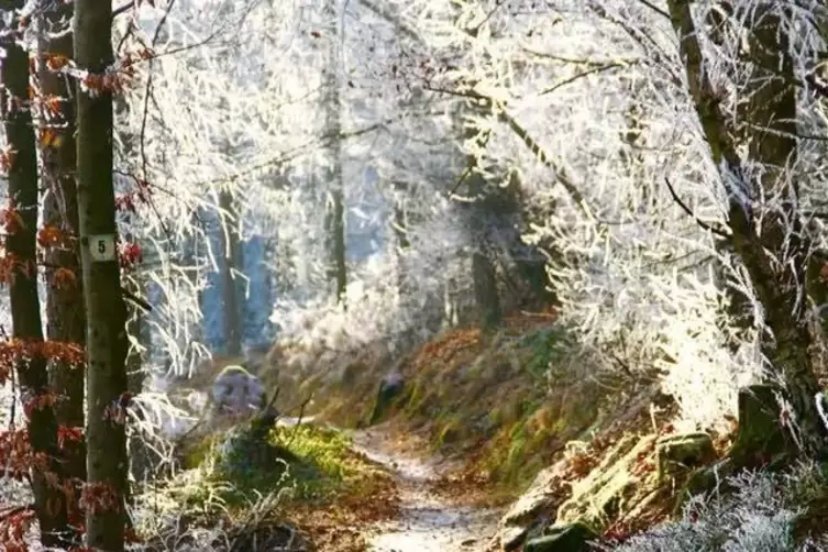 Rodalben_Felsenwanderweg_Ursula_Kuester.jpg