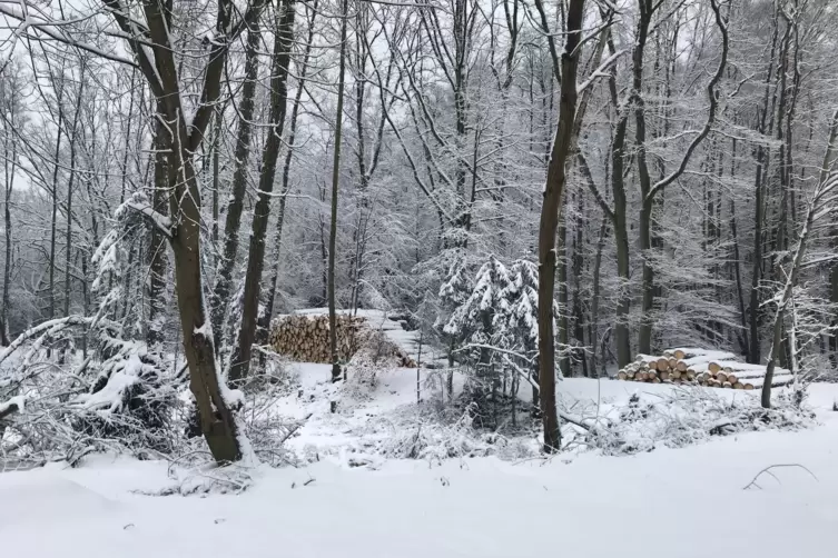 Schnee_Georg.jpg