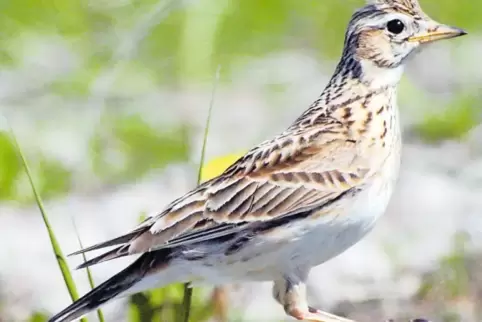 Eine Feldlerche kurz vor der Landung. Sie fällt wir ein Stein herab, und erst jetzt beendet sie ihren Gesang.