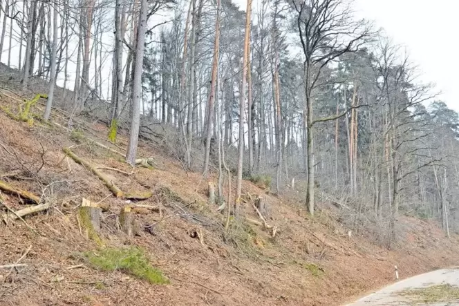 Vor genau zwei Jahren wurde der Wald an der K 32 Richtung Leimen durchforstet. Der Hieb am Hang zwischen Ortsende und Rotdelle e Vor genau zwei Jahren wurde der Wald an der K 32 Richtung Leimen durchforstet. Der Hieb am Hang zwischen Ortsende und Rotdelle e
