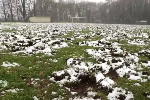 So sieht am Freitag der Rasenplatz im Bellheimer Stadion nach dem Gastspiel der Wildschweine in der Nacht zum Donnerstag aus. Fo