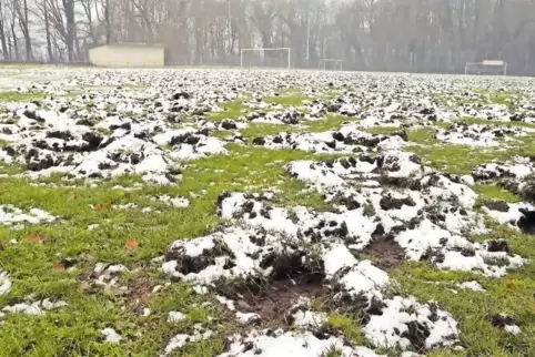 So sieht der Rasenplatz im Bellheimer Stadion nach dem Gastspiel der Wildschweine aus.