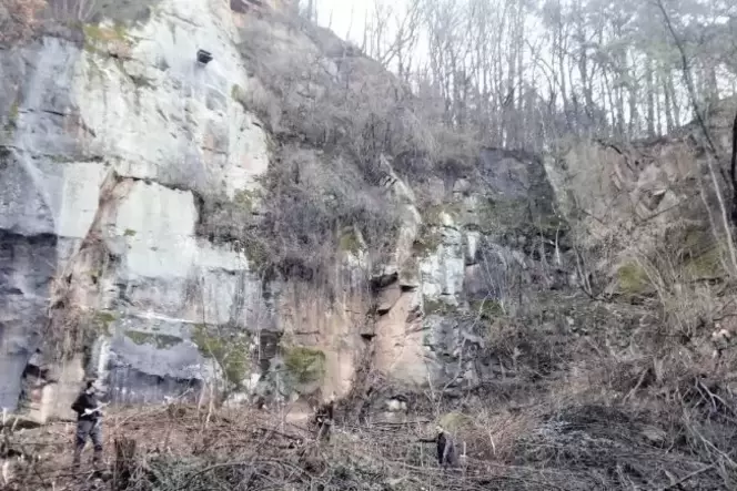 Mit neuen Macheten gegen Robinien- und Ahorn-Ausschläge: die Naturschützer im Steinbruch. Mit neuen Macheten gegen Robinien- und Ahorn-Ausschläge: die Naturschützer im Steinbruch.