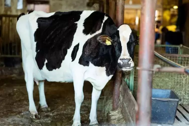 Eine Kuh ist am Samstag im Rhein-Neckar-Kreis aus ihrem Stall ausgebüxt.  Symbolfoto: dpa