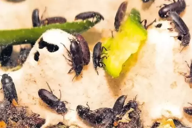 Ein Leckerbissen für Igel: aus Mehlwürmern geschlüpfte Mehlkäfer. Selbst gezogen von Bärbel Bohl-Neu. Ein Leckerbissen für Igel: aus Mehlwürmern geschlüpfte Mehlkäfer. Selbst gezogen von Bärbel Bohl-Neu.