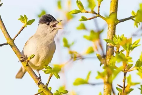 Flexibler Piepmatz: Die Mönchsgrasmücke ist gerade dabei, sich an Klimaveränderungen anzupassen. Etliche Vögel dieser Art fliege