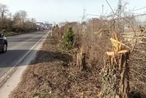 Die Stumpen an der Hornbachstraße.  Foto: van