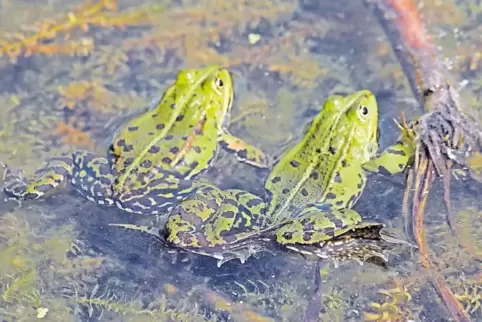 Wenn es Ende Februar oder Anfang März wärmer wird, wandern Frösche zu ihren Laichgewässern.