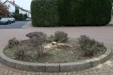 Nur noch ein kleines Stück Stamm zeugt von dem Baum, der einst auf der Verkehrsinsel in der Martin-Greif-Straße stand. Foto: len