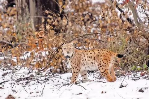 Wieder zurück in seinem Pfälzerwald-Revier: Luchs-Männchen Lucky, gut zu erkennen an seinem geknickten rechten Ohr. Das hat er s