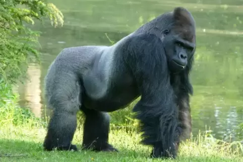 Gorilla Ivo lebt seit Dienstag im Saarbrücker Zoo. Foto: Zoo / Brigitte Wullert