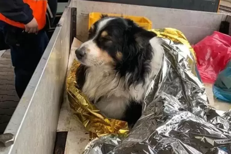 Warm in eine Rettungsdecke eingepackt wartet der Hund auf den Transport zum Tierarzt.  Foto: Berufstierrettung Rhein Neckar 