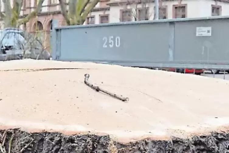 Der Baum vor dem Stadthaus, der nachgepflanzt wurde.