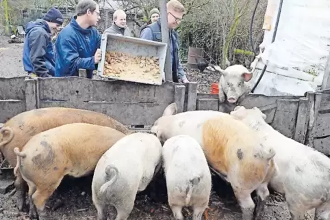 Gut im Futter: Die sieben Schweine haben schon Gewicht zugelegt.