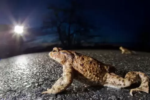 Damit die Kröten bei ihrer Laich-Wanderung nicht überfahren werden, wird die Straße zwischen Wachenheim und Rotsteig über Nacht 