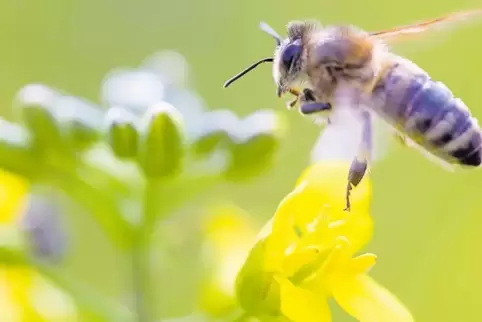 Biene auf einer Rapsblüte: Durch Diskussionen etwa um Pestizide fühlen sich Westpfälzer Landwirte in die Rolle des Buhmanns gedr