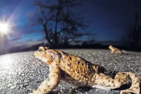Im Bereich der Straße leben viele Amphibien, darunter auch Kröten.