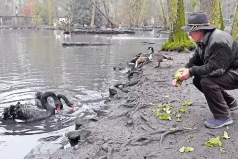 Der Vorsitzende Anton Selles füttert die Gänse und Schwäne im großen Teich.
