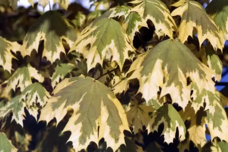 Blätter des Spirtzahorns: Ein Baumhasser sägt seit Jahren immer wieder drei Bäume dieser Art in Eggenstein-Leopoldshafen an. Die