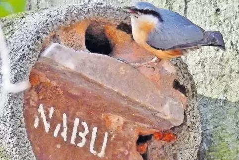 Der Kleiber nimmt auch im Burgtal gern künstliche Nisthöhlen an.