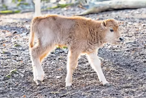 Nachwuchs im Wildpark-Gehege: Das kleine Auerochsen-Kälbchen erkundet die Welt.