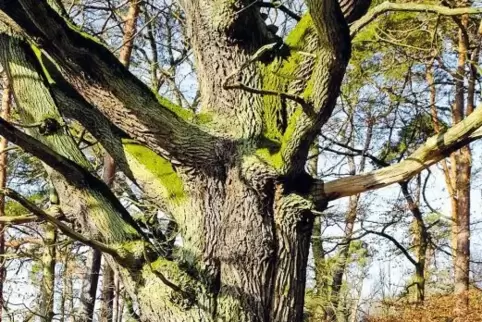 Fototermin an der Lieblingseiche: Bodo Mahl und Ute Fenkner-Gies kümmern sich unter anderem auch um das Naturschutzgebiet Östlic
