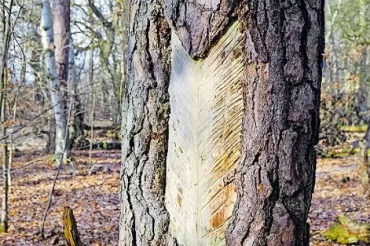 Zeitzeichen: Fr&uuml;her wurde zum Beispiel bei Kindsbach Harz von den B&auml;umen abgezapft.