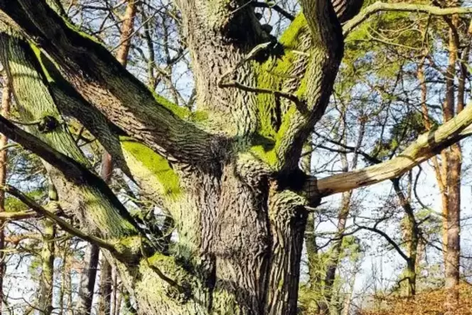 Fototermin an der Lieblingseiche: Bodo Mahl und Ute Fenkner-Gies kümmern sich unter anderem auch um das Naturschutzgebiet Östlic
