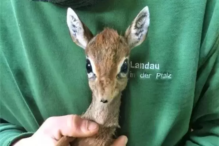 Niedlicher Nachwuchs: Familie Zwergrüsseldikdik im Landauer Zoo hat ein Böckchen bekommen. Foto: Zoo Landau