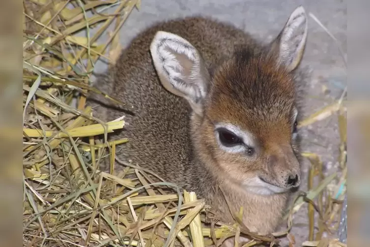 Landau_Zoo_Zwergruesseldikdik_Baby_2_2019_02_ZOO_LANDAU.jpg