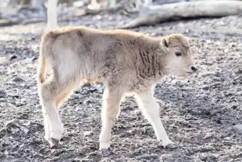 Nachwuchs im Wildpark-Gehege: Das Auerochsen-Kälbchen erkundet die Welt.
