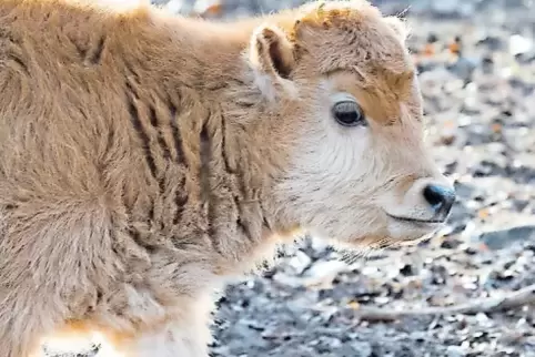 Nachwuchs im Wildpark-Gehege: Das kleine Auerochsen-Kälbchen erkundet die Welt.
