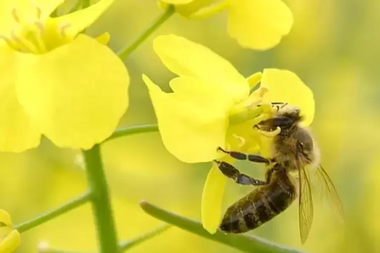 Ein Vorschlag der CDU : Aus öffentlichen Grünflächen Blumenwiesen machen und so unter anderem Bienen Nahrung bieten. Archivfoto: