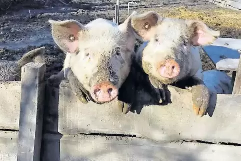Die Schweine der Saubande haben mittlerweile ihre Schlachtreife erreicht. Sie wiegen etwa 140 Kilo.