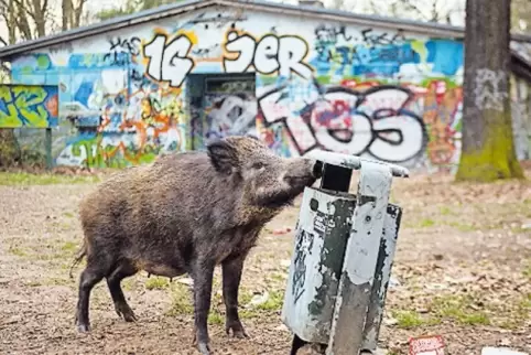 60 bis 70 Wildschweine werden jährlich in Stahnsdorf gesichtet, manchmal schon tagsüber.