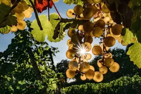 Ein wichtiger Tourismus-Faktor der Vorderpfalz: Der Weinbau.  Symbolfoto: DPA