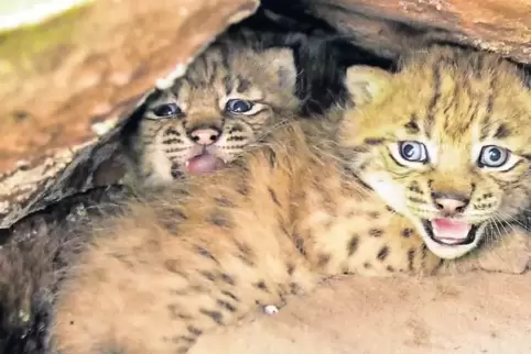 Die beiden Luchsjungen Filou und Palu liegen in der Felsnische im Pfälzerwald. Palu wurde jetzt an der französischen Grenze bei 
